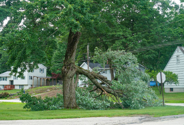 Best Tree Root Removal  in La Plata, NM